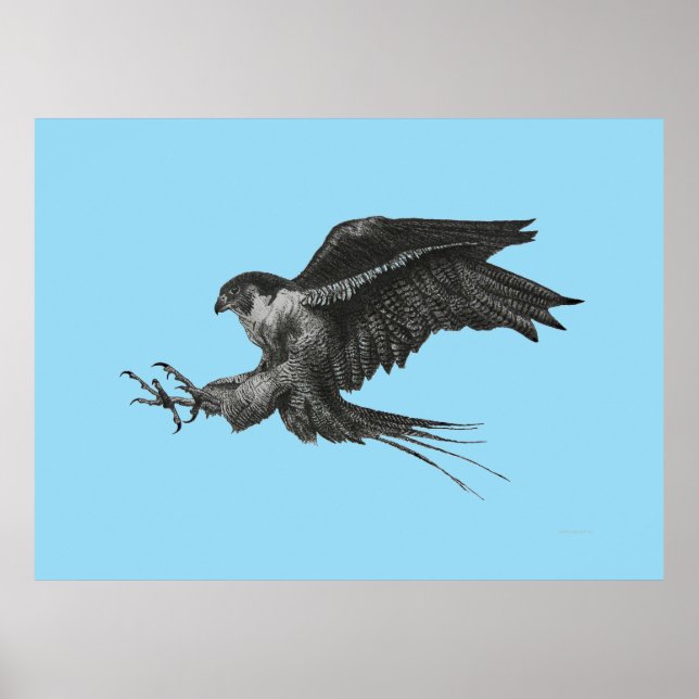 Póster Dibujo de halcón peregrino en lienzo (Frente)