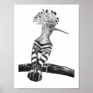 Póster Dibujo de hooposa