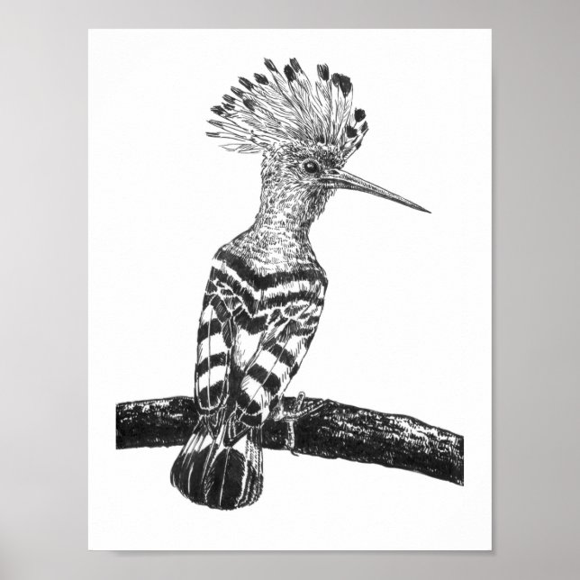 Póster Dibujo de hooposa (Frente)