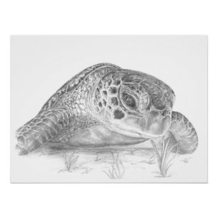 Póster Dibujo de la tortuga de mar verde