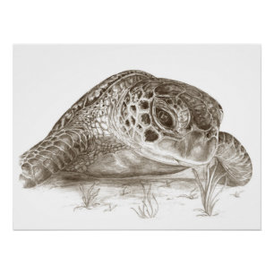 Póster Dibujo de la tortuga de mar verde