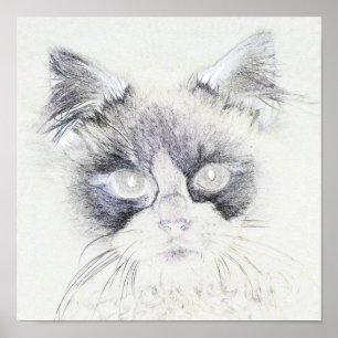 Póster Dibujo de lápiz de gato