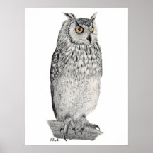 Dibujo de lápiz de lechuza águila