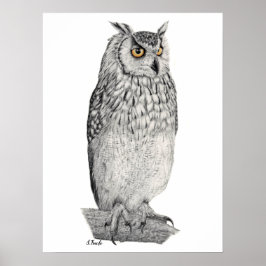 Póster Dibujo de lápiz de lechuza águila