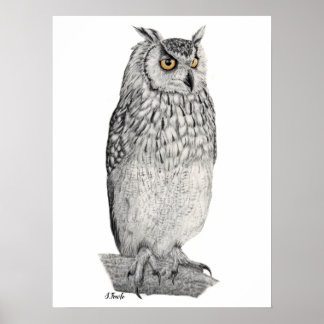Póster Dibujo de lápiz de lechuza águila