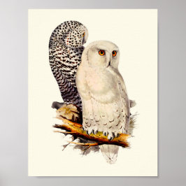 Póster Dibujo de lechuza veneciana