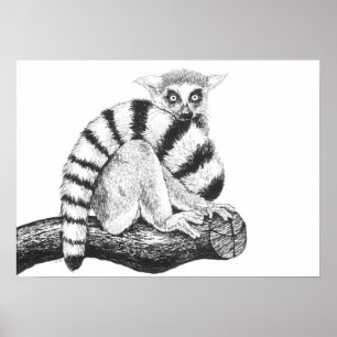 Póster Dibujo de Lemur