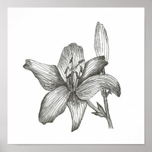Póster Dibujo de Lily Morrill