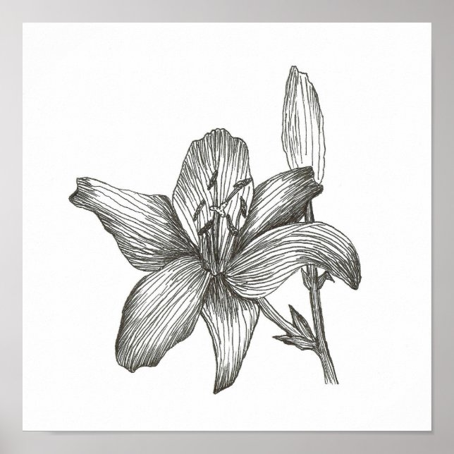 Póster Dibujo de Lily Morrill (Frente)