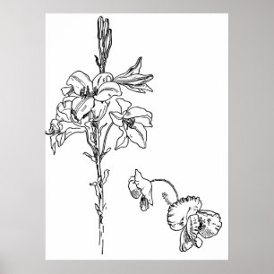 Póster Dibujo de líneas de flor de la amapola