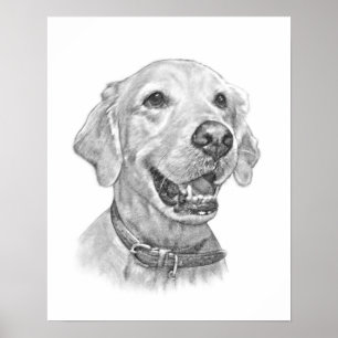 Póster Dibujo de Mascota de Golden Retriever
