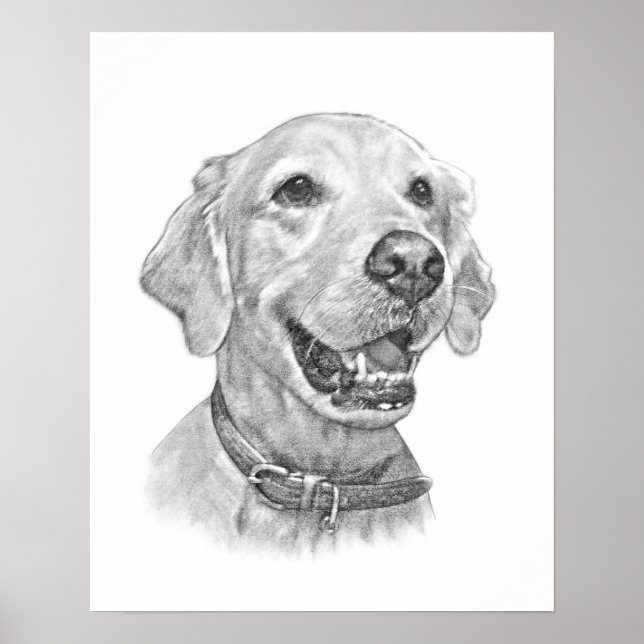 Póster Dibujo de Mascota de Golden Retriever (Frente)