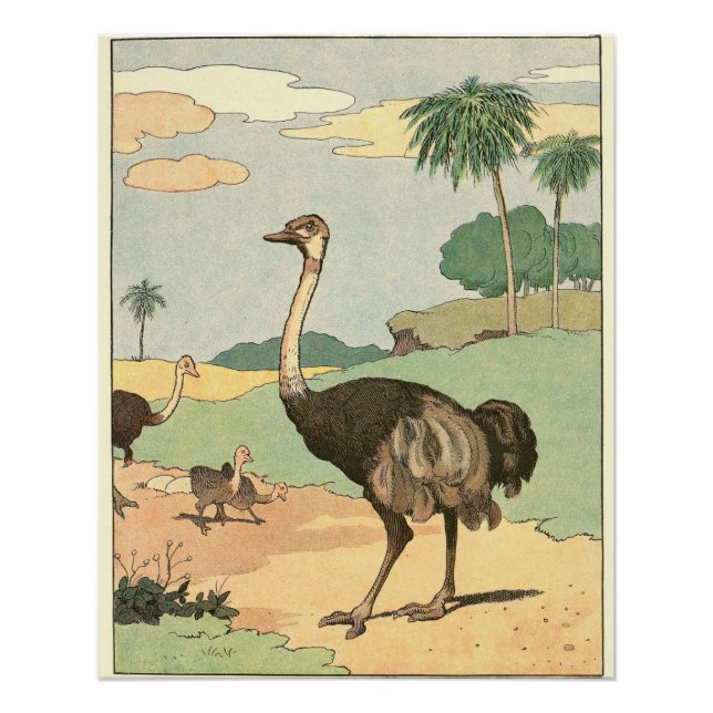Póster Dibujo de Ostrich Storybook (Anverso)