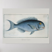 Dibujo de peces azul retro vintage