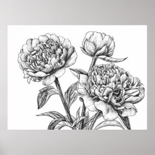 Póster Dibujo de peonía a tinta