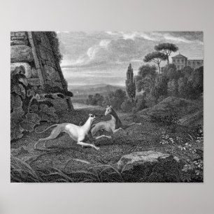 Póster Dibujo de perros de Greyhounds italianos