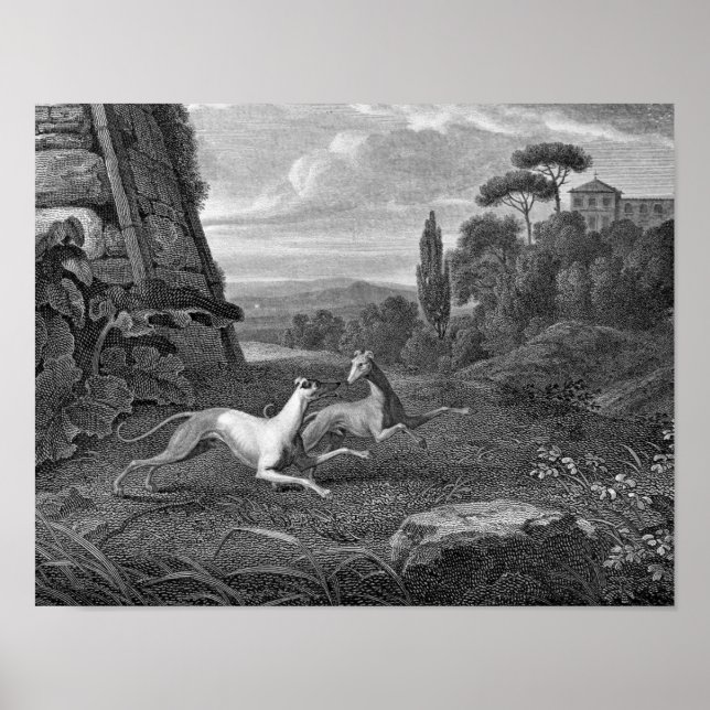 Póster Dibujo de perros de Greyhounds italianos (Frente)