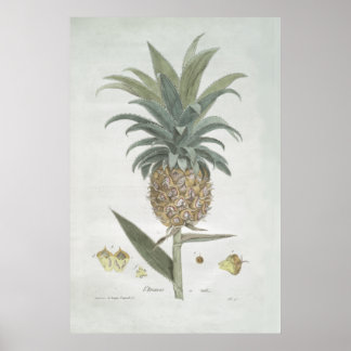 Póster Dibujo de piña botánica retro vintage