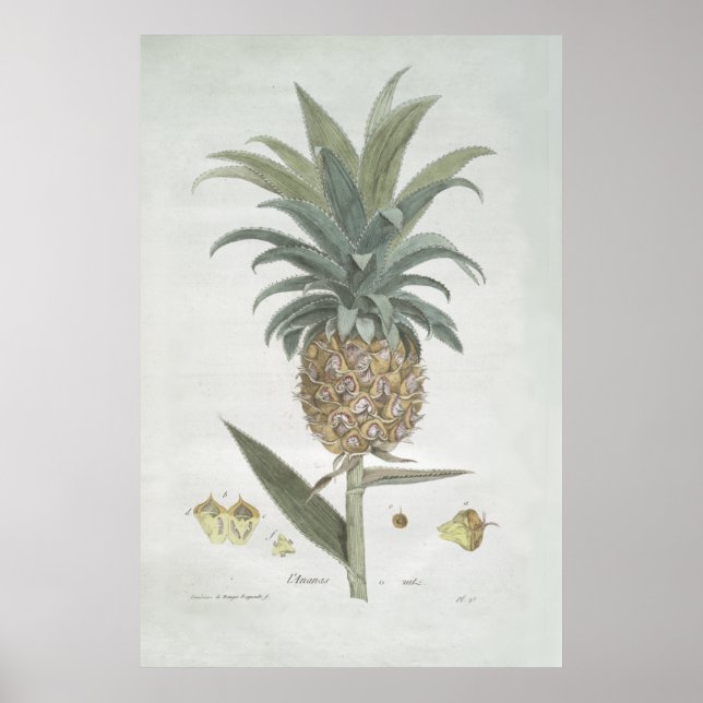 Póster Dibujo de piña botánica retro vintage (Frente)