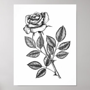Póster Dibujo de rosa 2