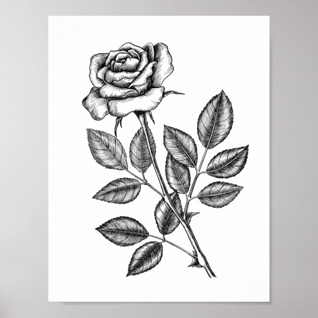 Póster Dibujo de rosa 2 (Frente)