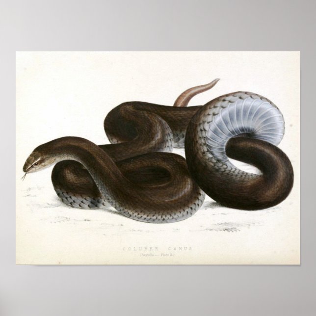 Póster Dibujo de serpiente de época -negro-africano (Frente)