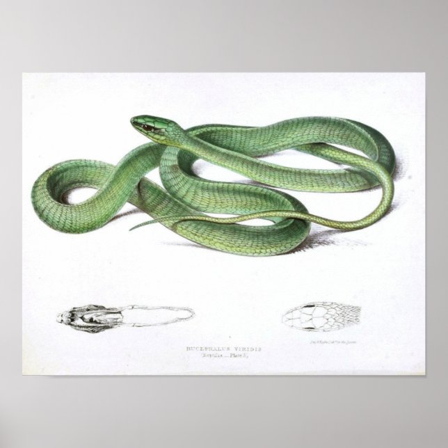 Póster Dibujo de serpiente de época verde-africano (Frente)