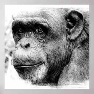 Póster Dibujo de sketch digital de chimpancés en blanco y