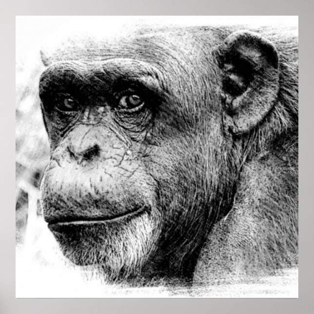 Póster Dibujo de sketch digital de chimpancés en blanco y (Frente)