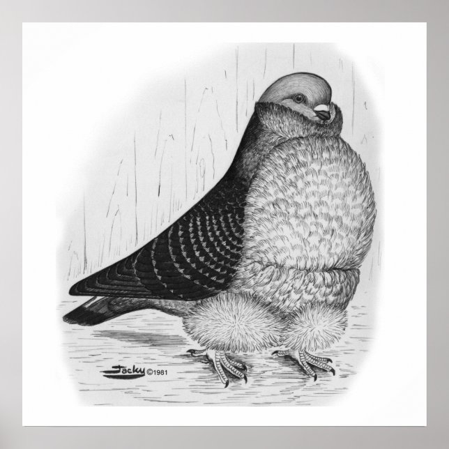 Póster Dibujo de tinta de pichón de búho chino (Frente)