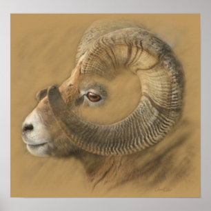Póster Dibujo de tiza del Big Horn