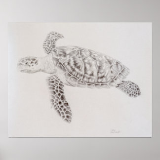 Póster Dibujo de tortuga marina costera