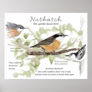 Póster Dibujo del trepador pajarito en tronco de árbol