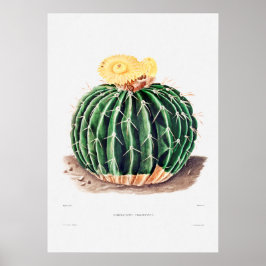 Póster Dibujo nopal de una planta de cactus