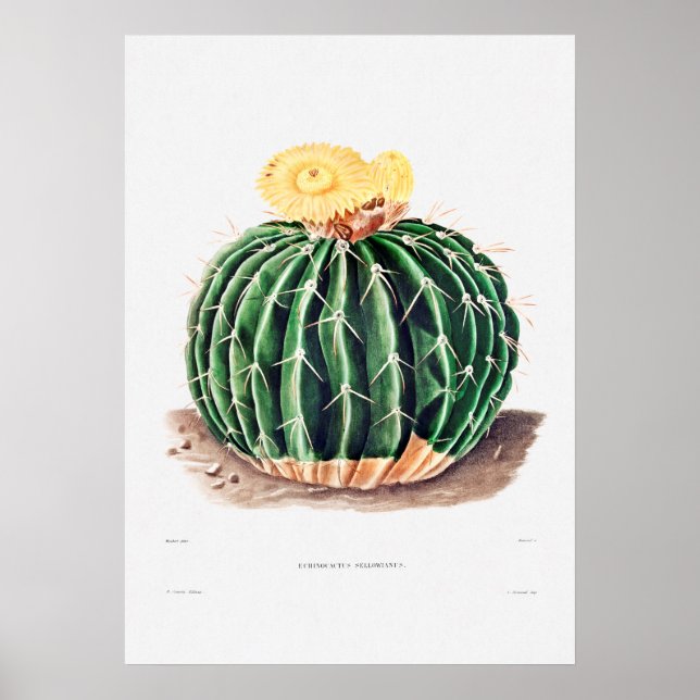 Póster Dibujo nopal de una planta de cactus (Frente)