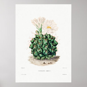 Póster Dibujo nopal de una planta de cactus