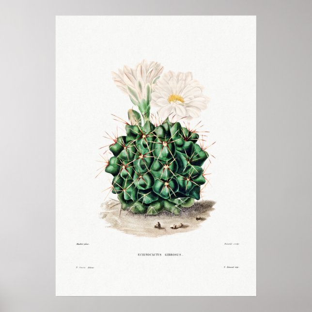Póster Dibujo nopal de una planta de cactus (Frente)