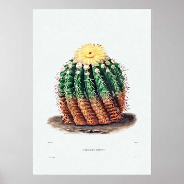 Póster Dibujo nopal de una planta de cactus (Frente)