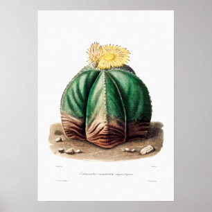 Póster Dibujo nopal de una planta de cactus
