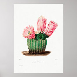 Póster Dibujo nopal de una planta de cactus