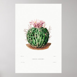 Póster Dibujo nopal de una planta de cactus