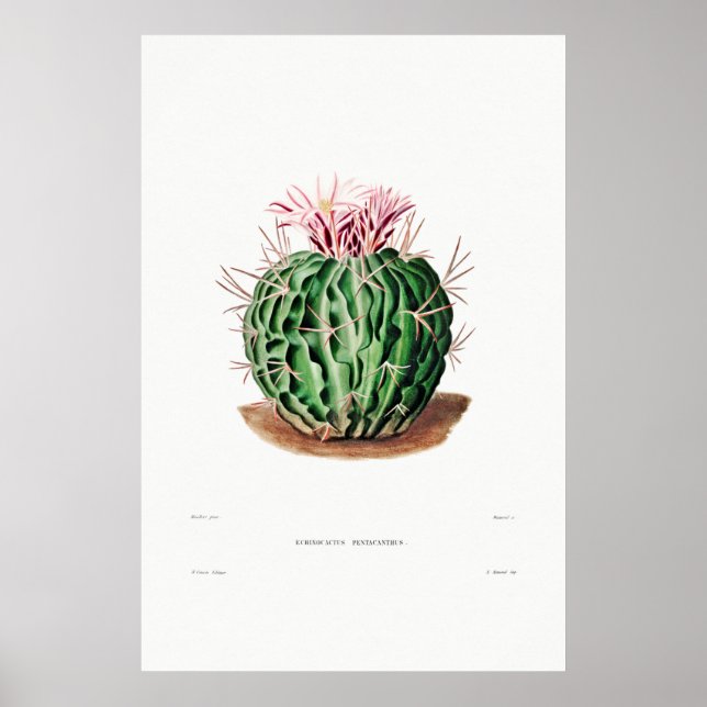 Póster Dibujo nopal de una planta de cactus (Frente)