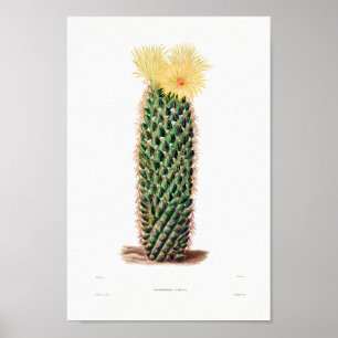 Póster Dibujo nopal de una planta de cactus