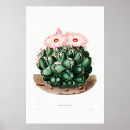 Póster Dibujo nopal de una planta de cactus