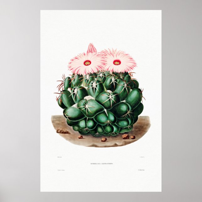 Póster Dibujo nopal de una planta de cactus (Frente)