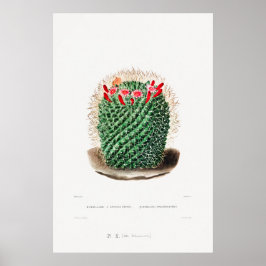 Póster Dibujo nopal de una planta de cactus