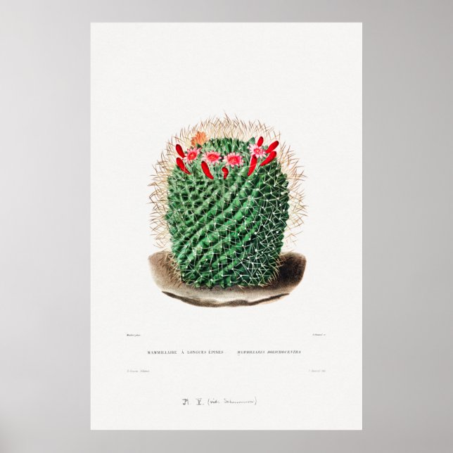 Póster Dibujo nopal de una planta de cactus (Frente)