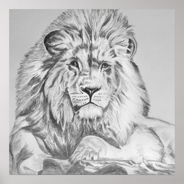 Póster Dibujo original del dibujo del lápiz de un león (Frente)