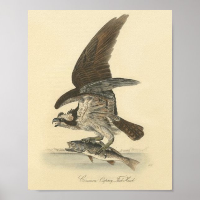 Póster Dibujo retro vintage de aves con peces (Frente)