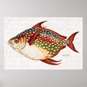 Póster Dibujo tropical de los pescados de Opah de los